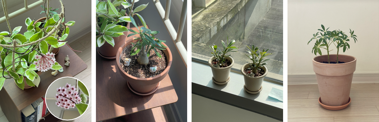 My Indoor Plants